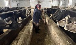 Kadın girişimci devlet desteğiyle manda sayısını 20'ye çıkardı