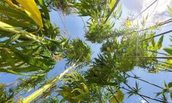 21 ilde kenevir üretimi yapılabilecek! Resmi Gazete'de yayınlandı