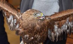 Van'da bulunan yaralı kızıl şahin ekiplere teslim edildi