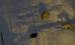 Hakkari’de tilkilerle kedinin yiyecek kapma mücadelesi