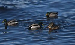 Van Gölü sahilinde yeşilbaş ördekler fotoğraflandı