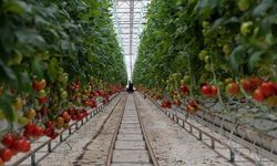 Van’ın iki ilçesine Sera OSB kurulacak! Çalışmalarına başlandı…