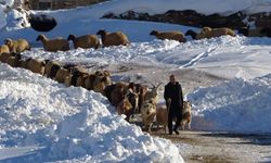Van'da besicilerin zorlu kış mesaisi