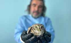 Van YYÜ’de yaban hayvanları yeniden doğaya hazırlanıyor