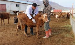 Van'da baba mesleğini devlet desteğiyle modernleştirdi