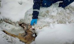 Yaralı halde bulunan kurt tedavi altına alındı