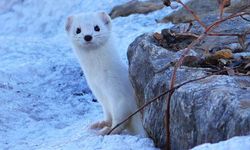 Van Gölü sahilinde dikkat çeken görüntü!