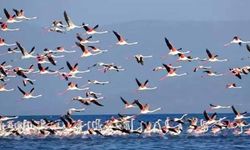 Van Gölü'nde geri çekilme ile birlikte adacıklar oluştu