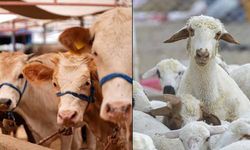 Büyükbaş ve küçükbaş sayısı 2025'te yükseldi