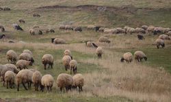 Küçükbaş hayvancılığa destek projesi yetiştiricilere "can suyu" olacak
