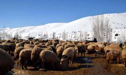 Van'da Köyüne döndü! 100 koyunu 4 yılda 680'e çıkardı