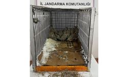 Van'da kaçak avcılığa 75 bin 303 TL idari para cezası