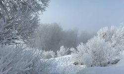 Kırağı ağaçları sanat eserine dönüştürdü