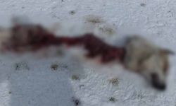 Van'da kurtlar köpeği parçaladı