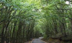 21 ilde bazı alanlar orman sınırları dışına çıkarıldı