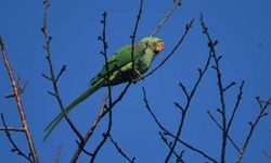İstilacı tür İskender Papağanı Van Gölü sahilinde görüntülendi