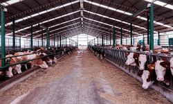 Van’da besicilikte entegre üretim modeli hayata geçiyor