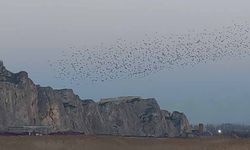 Gökyüzünde dans: Van Kalesi'nde sığırcık şöleni