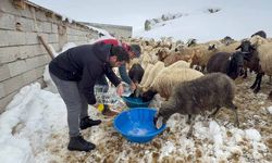 Van'da donan sular hayvanları susuz bıraktı