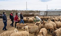 Destek projesi Vanlı çiftçileri sevindirdi