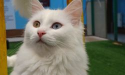 Van Kedileri için bilimsel üretim programı