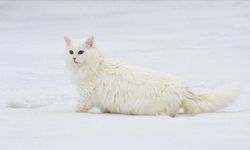 Van Kedisi için yeni hedef