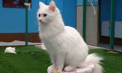 Prof. Dr. Kaya: "Kediler hayatımızın ayrılmaz bir parçasıdır"