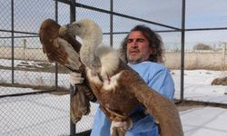 Van YYÜ'de tedavisi tamamlanan kuşlar doğaya dönüyor