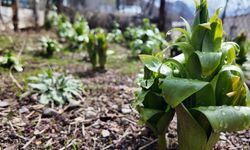 20 günlük ömrü var: Bu çiçeği koparmanın cezası 700 bin lira