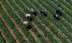 Çiftçilere 12,3 milyar liralık tarımsal destekleme ödemesi yapılacak