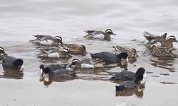 Çıkrıkçın ördekleri Van Gölü sahilinde görüntülendi