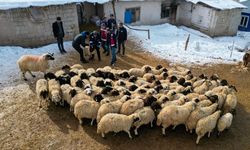 Van'da küçükbaş hayvancılık devlet desteğiyle artıyor
