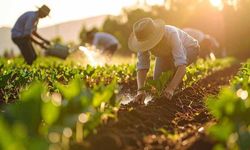 Üre için ithalatta gümrük vergisi sıfırlandı
