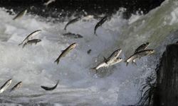 İnci Kefali av yasağı için geri sayım başladı