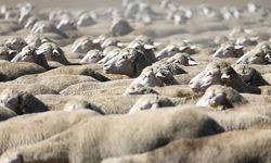 TİGEM, 120 reforme küçükbaş hayvan satacak