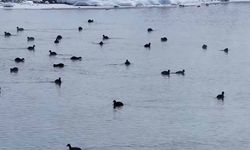 Van'da Kaz Gölü kuşların mekanı oldu