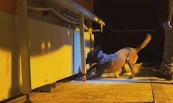 Van'da çekici ve dorsesinde 68 kilo skunk ele geçirildi