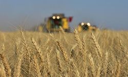 TÜİK 2024-2025 dönemi bitkisel ürün denge tablolarını açıkladı