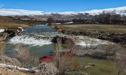 Van Gölü incileri için sevindiren haber! Üreme dönemi sorunsuz geçecek