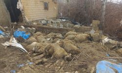 Van'da ahır çöktü, 23 küçükbaş hayvan telef oldu