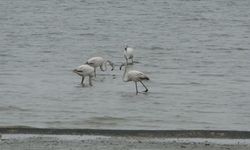 Allı turnalar bu yıl Van'a erken geldi