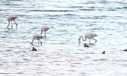 Flamingolar Van Gölü Havzası’na geri döndü