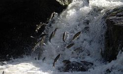 Van YYÜ'lü uzmandan kritik uyarı: İnci Kefalinin nesli su akışına bağlı!