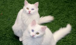 Van Kedi Villası'nın, yeni üyeleri için hazırlıklar başladı