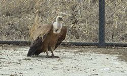 Tedavi edilen yaban kuşları özgürlüğe kanat çırpmaya hazır