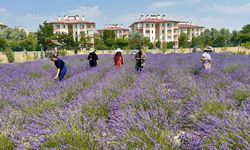 En büyük tıbbi ve aromatik bitki bahçelerinden biri Van’da