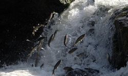 Van’da av yasağı başlıyor!