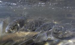 Van Balığı av yasağı süresi uzatılacak mı? Van İl Tarım ve Orman Müdürü açıkladı