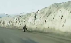 Van’da kara yoluna inen ayı kameraya yansıdı