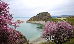 Badem çiçekleri Van Gölü kıyılarını renklendirdi